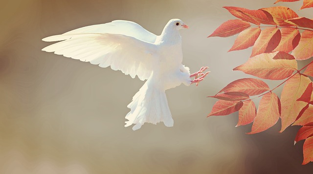 鳩
